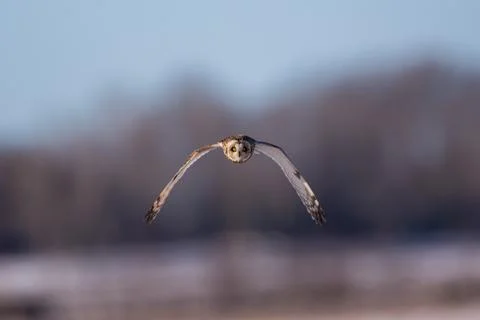 Owl Frontal Фото