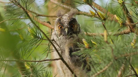 Owl funny 動画素材 309899257