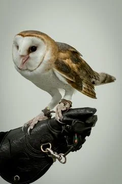 The owl gets ready to take flight from the hand of the falconer. Stock Photos