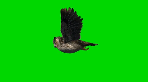 Owl in glide flight - separated on green screen Vidéo 35394404