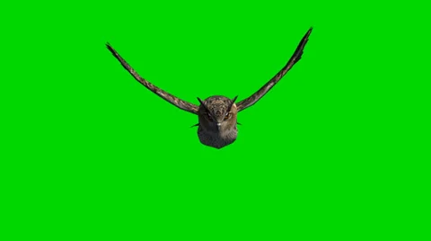 Owl in glide flight - separated on green screen Stockbeeldmateriaal 35394662