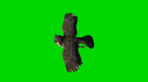 Owl in glide flight - separated on green screen Stock Footage 35395801