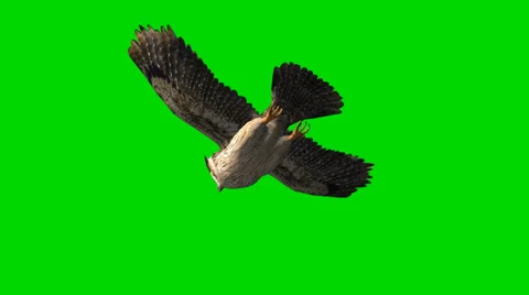 Owl in glide flight - separated on green screen 스톡 동영상 35395999