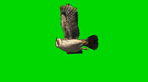 Owl in glide flight - separated on green screen Видео 35396395