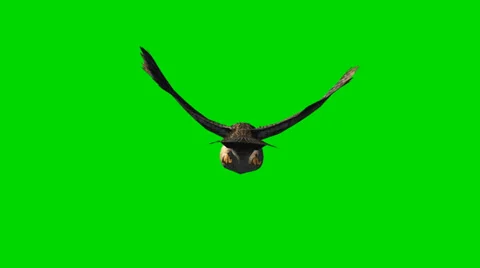 Owl in glide flight - separated on green screen 스톡 동영상 35396520