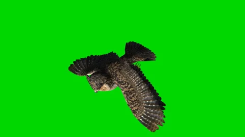 Owl in glide flight - separated on green screen 库存影片 35397646