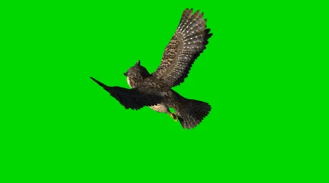 Owl in glide flight - separated on green screen Video stock 35397689