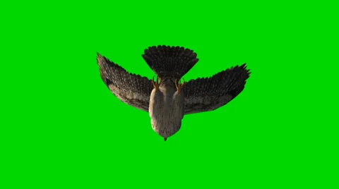 Owl in glide flight - separated on green screen Stock Footage 35397756