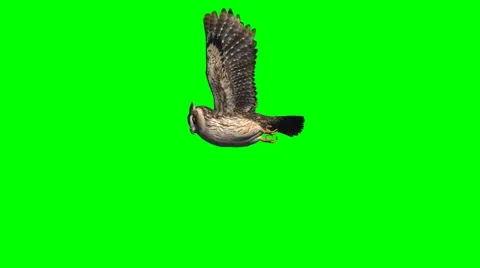 Owl in gliding - 2 different views - green screen 2 Stock Footage 47172961