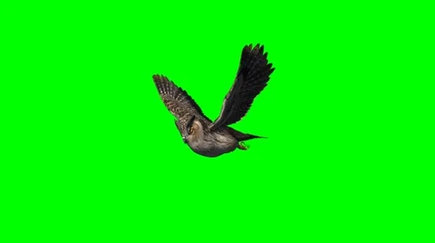 Owl in gliding - 2 different views - green screen 1 Stock Footage 47172964