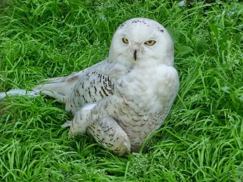 Owl on grass Stock Photos