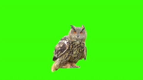 Owl on a green background 3D Stock Footage 48993239