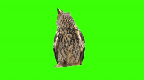 Owl on a green background Stock Footage 48993258