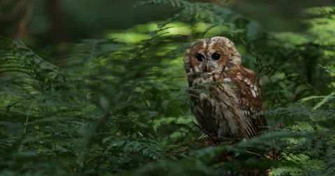 Owl in green forest. Tawny owl, Strix aluco, perched in green bracken. Stock Footage