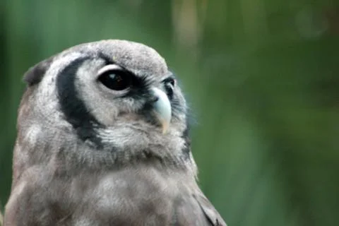 OWL on Green Stock Photos