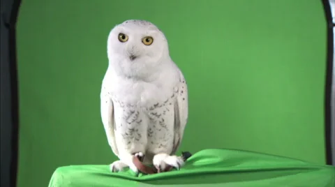 Owl-greenscreen shot Stock Footage 505985