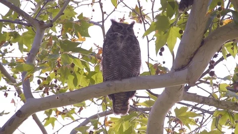 Owl Half-Asleep Stock Footage 89678959