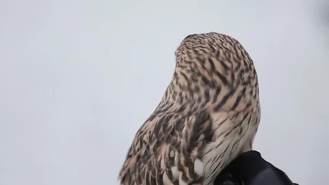 Owl in hands Stock-Footage 72324472