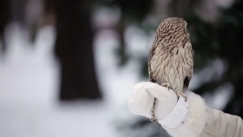 Owl in hands Stock Footage 72982645