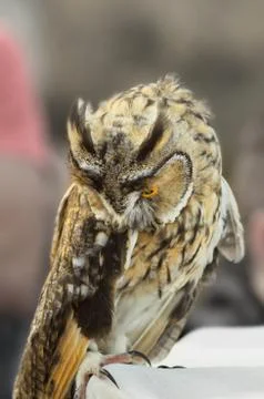Owl, with a head bent forward, with Stock Photos