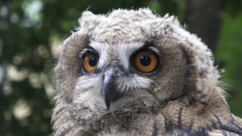 Owl head close-up view Video stock 81011719