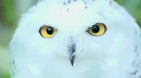 Owl head close up. white owl Stock Footage 31049061