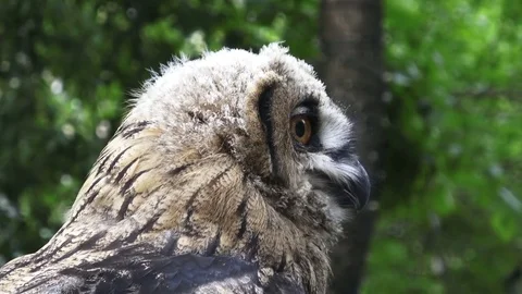 Owl head Stock Footage 77421051