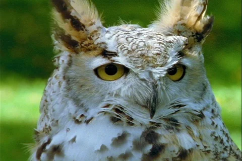 Owl headshot turns back &amp; forth looks to camera Stock Footage 124951804