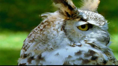 Owl headshot turns side to side Stock Footage 144445804