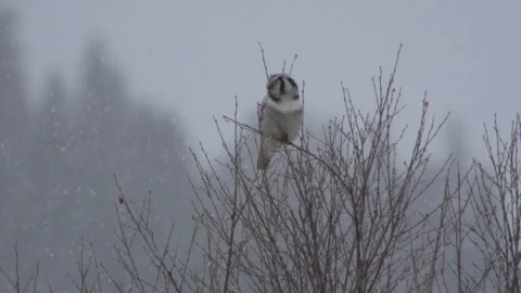 Owl in heavy snow Stockbeeldmateriaal 243226064