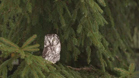 Owl hidden in tree nest hole in the forest. Little Owl, Athene noctua, bird in t Stock Footage 300767142