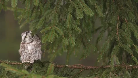 Owl hidden in tree nest hole in the forest. Little Owl, Athene noctua, bird in t Stock Footage 300767253