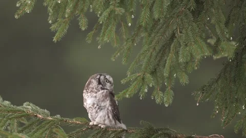 Owl hidden in tree nest hole in the forest. Little Owl, Athene noctua, bird in t Video stock 300767264