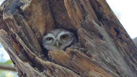 Owl in hollow on height tree. Stock Footage 122368941
