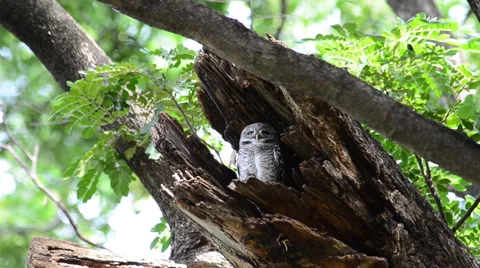 Owl in a hollow tree log preening itself stock video Video stock 59145544