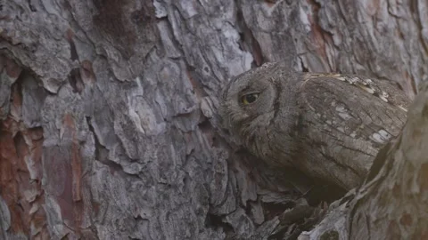 Owl hooting, hidden in the pine forest, bark. Common Scops Owl, Otus scops, sitt Stock Footage 310375953