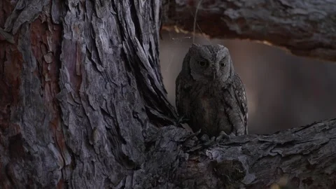 Owl hooting, hidden in the pine forest, bark. Common Scops Owl, Otus scops, sitt Stock Footage 310376001