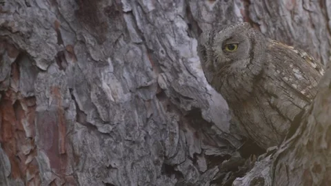 Owl hooting, hidden in the pine forest, bark. Common Scops Owl, Otus scops, sitt Stock Footage 310376084