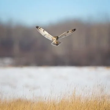 Owl Hovering Stock Photos