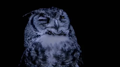 Owl Night Stock Footage ~ Royalty Free Stock Videos 