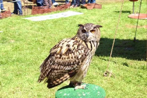 Owl Hunter Stock Photos