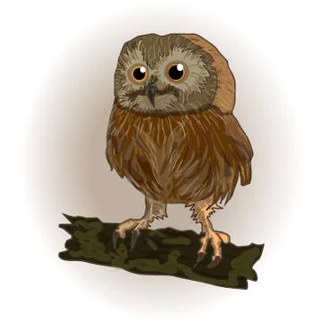 Owl Stock Illustration