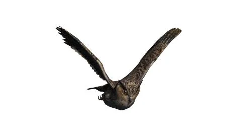 Owl - isolated on white background Stock Illustration