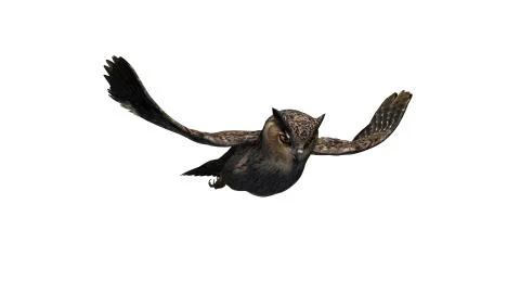 Owl - isolated on white background Stock Illustration