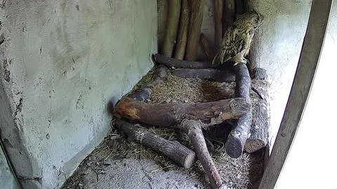 The owl just stands in the nest Video stock 154250049