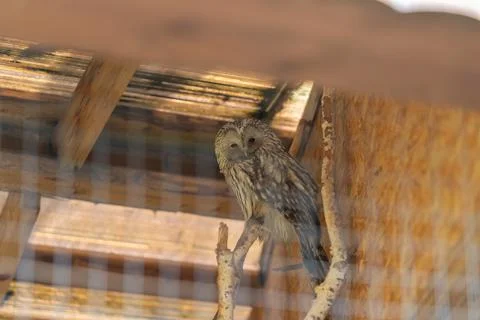 Owl learns silently. Tranquil owl perches serenely amidst rustic shelter en.. Stock Photos