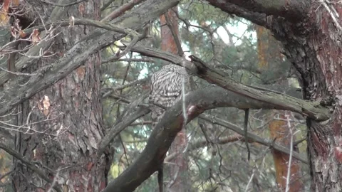 Owl, Long-tailed owl, Strix uralensis 1 Video stock 169592955
