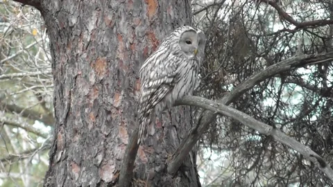 Owl, Long-tailed owl, Strix uralensis 2 Video stock 169592982