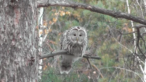 Owl, Long-tailed owl, Strix uralensis 3 Video stock 169593179