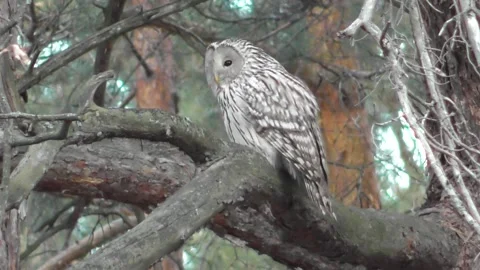 Owl, Long-tailed owl, Strix uralensis Video stock 169593295